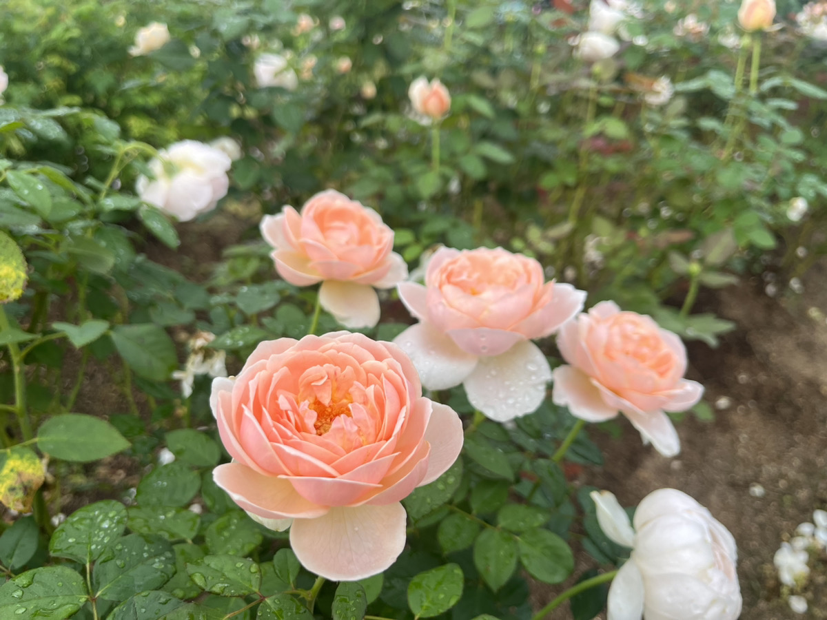【開園中】英国玫瑰【最佳賞花期】多年生植物【最佳賞花期】大波斯菊【開始開花】