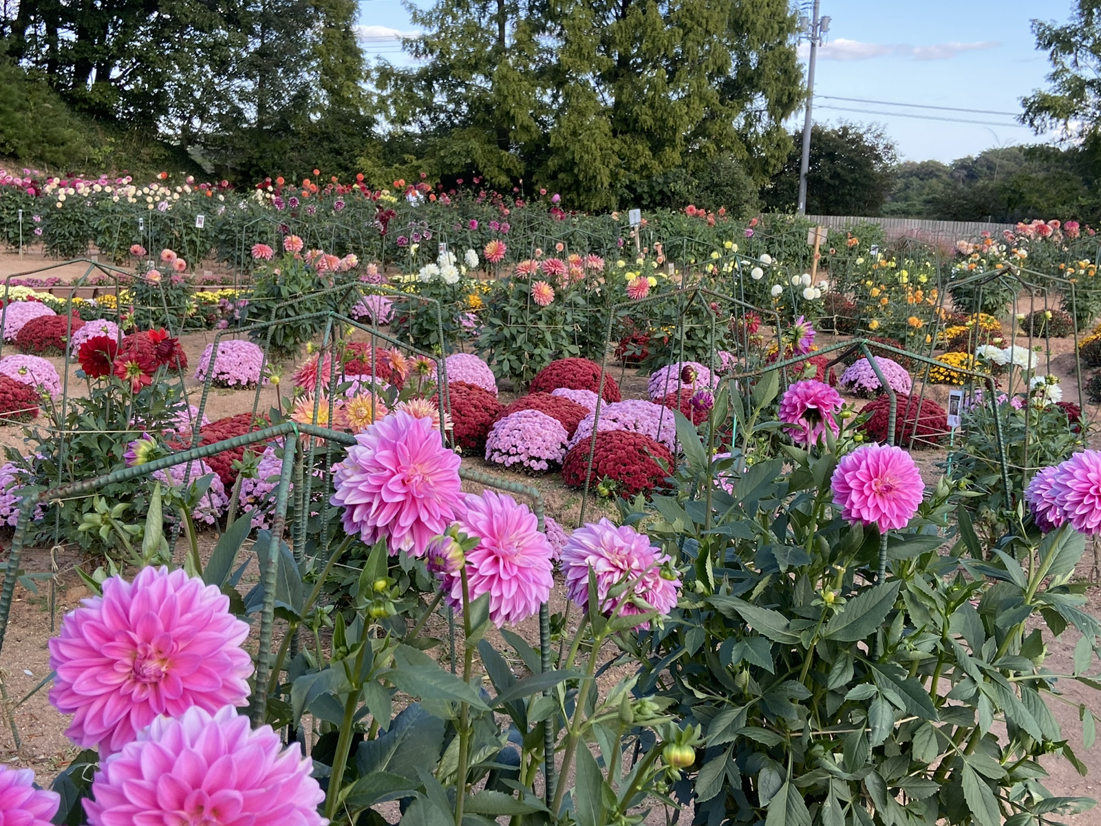 This is information published on October 6th (Friday) on the flowering of dahlia and garden mom.