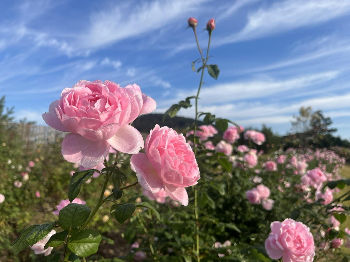 10/24（周二）的英国玫瑰、多年生植物的開花情報。