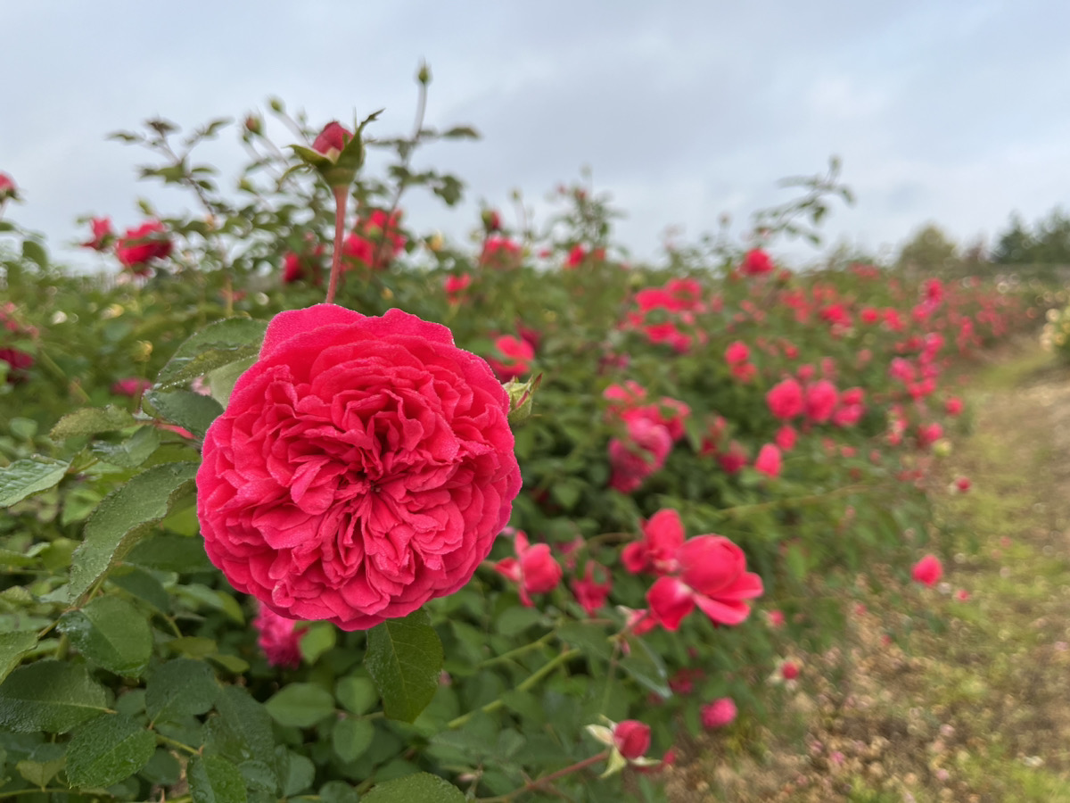 This is information published on October 27th (Friday) on the flowering of English Rose and Perennial plant