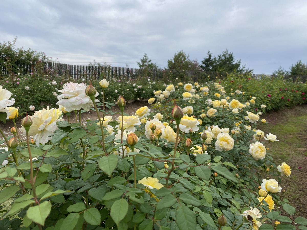 English Rose【Best time for viewing】Perennial plant【Best time for viewing】Cosmos(Cupcake)【Best time for viewing】