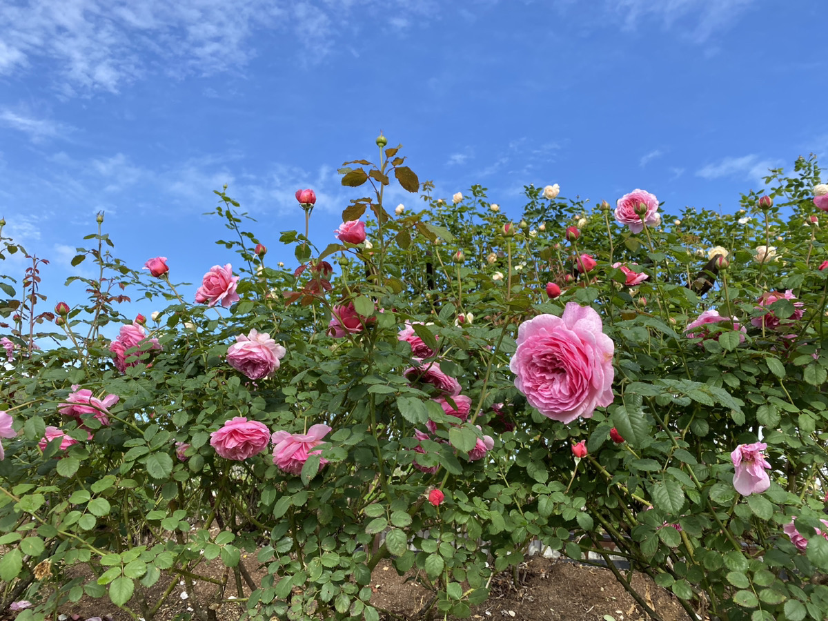 10/10（二）的英国玫瑰、多年生植物的開花情報。