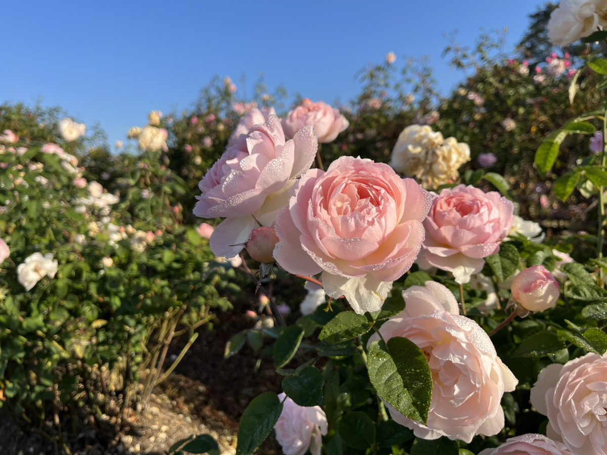 此为11/3（星期五）英国玫瑰、多年生植物开花信息。