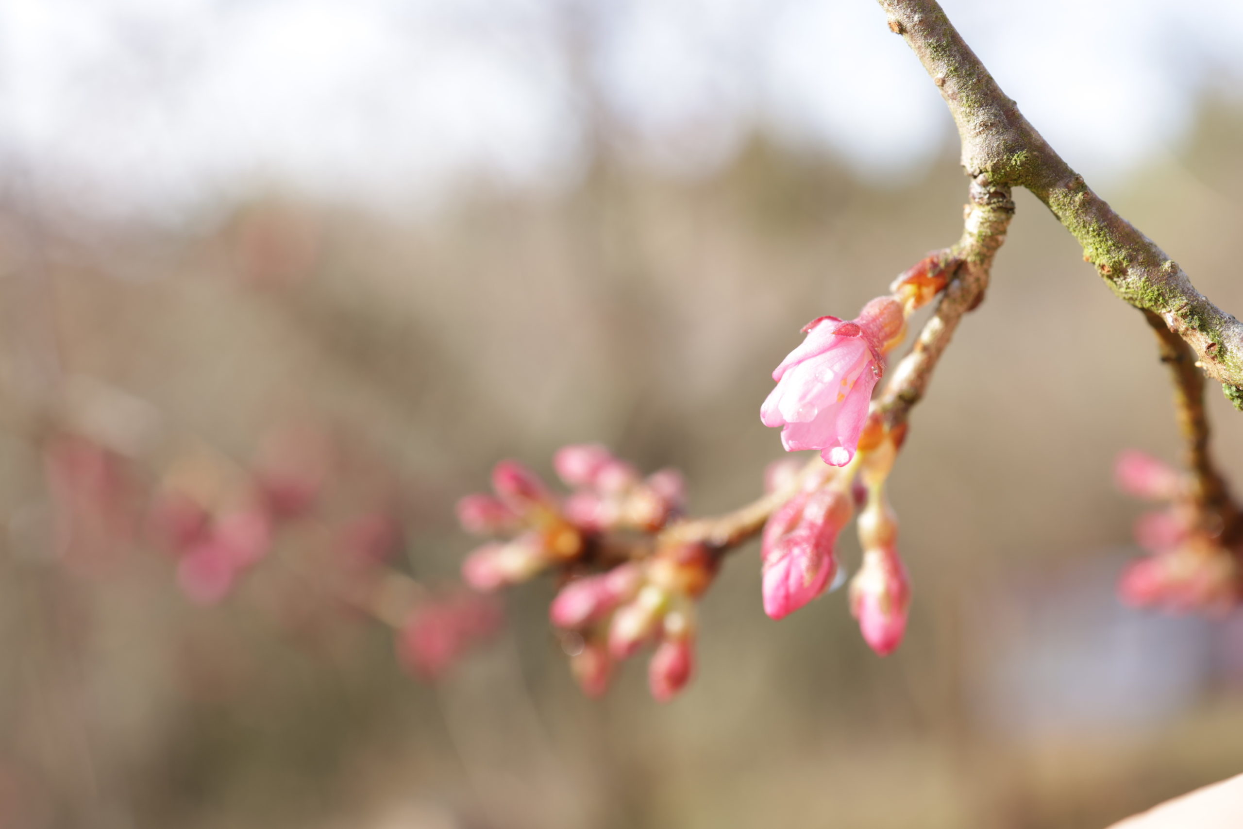 【Park open】Weeping cherry blossom【beginning to bloom】Rape blossoms【beginning to bloom】