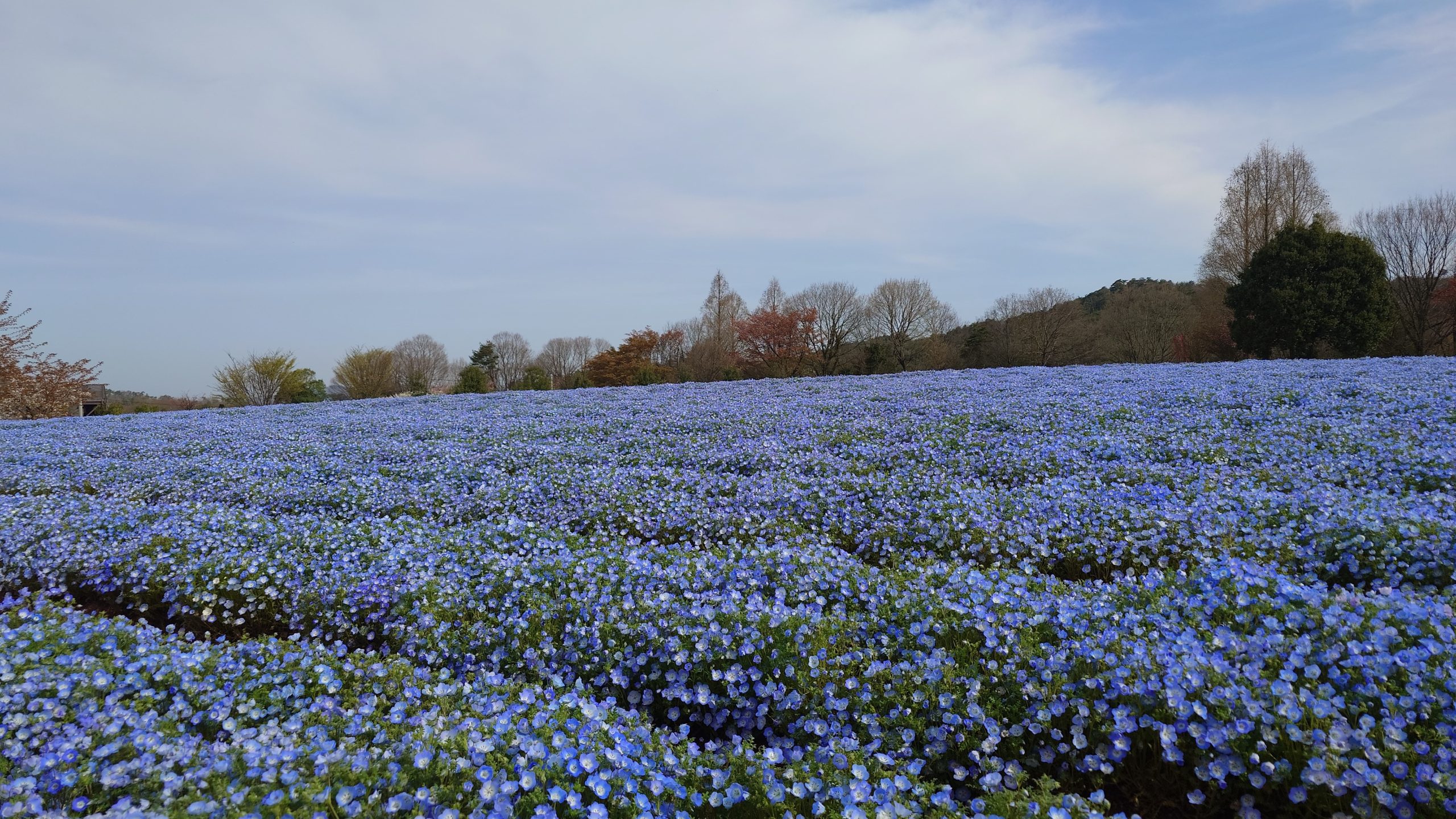 【2024Park open】Moss Phlox【Best time for viewing】Nemophila【Best time for viewing】Pinks【beginning to bloom】