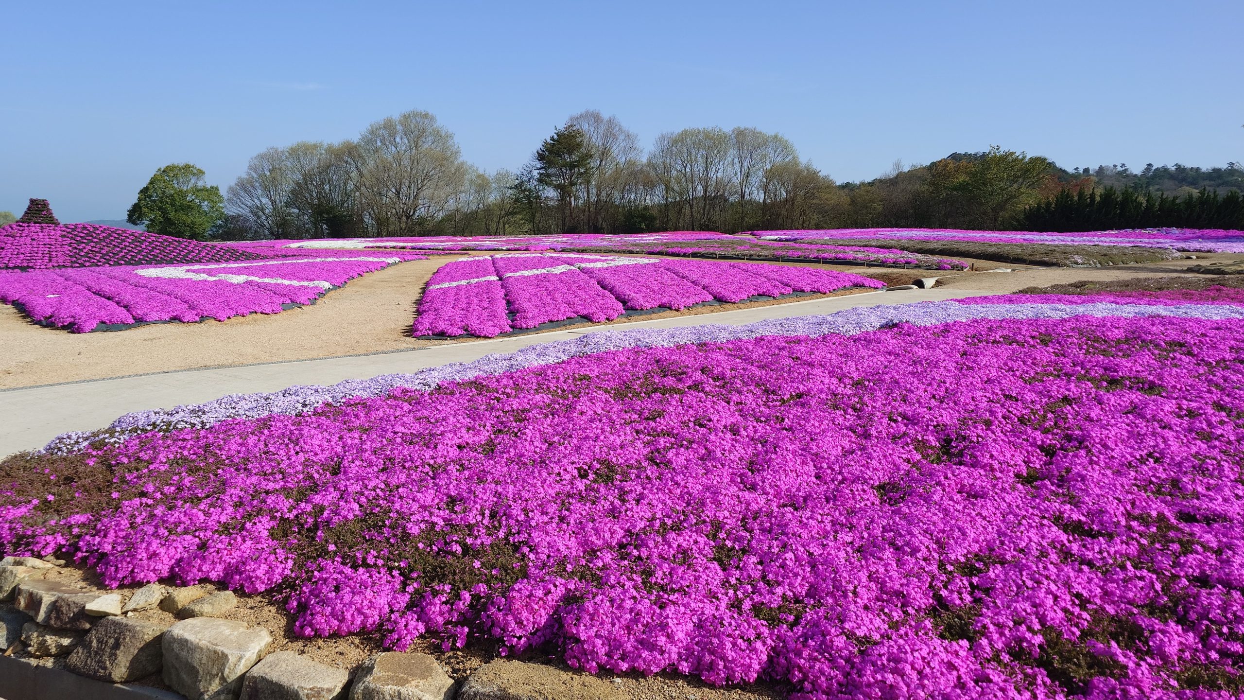 【2024Park open】Moss Phlox【Best time for viewing】Nemophila【Best time for viewing】Pinks【beginning to bloom】