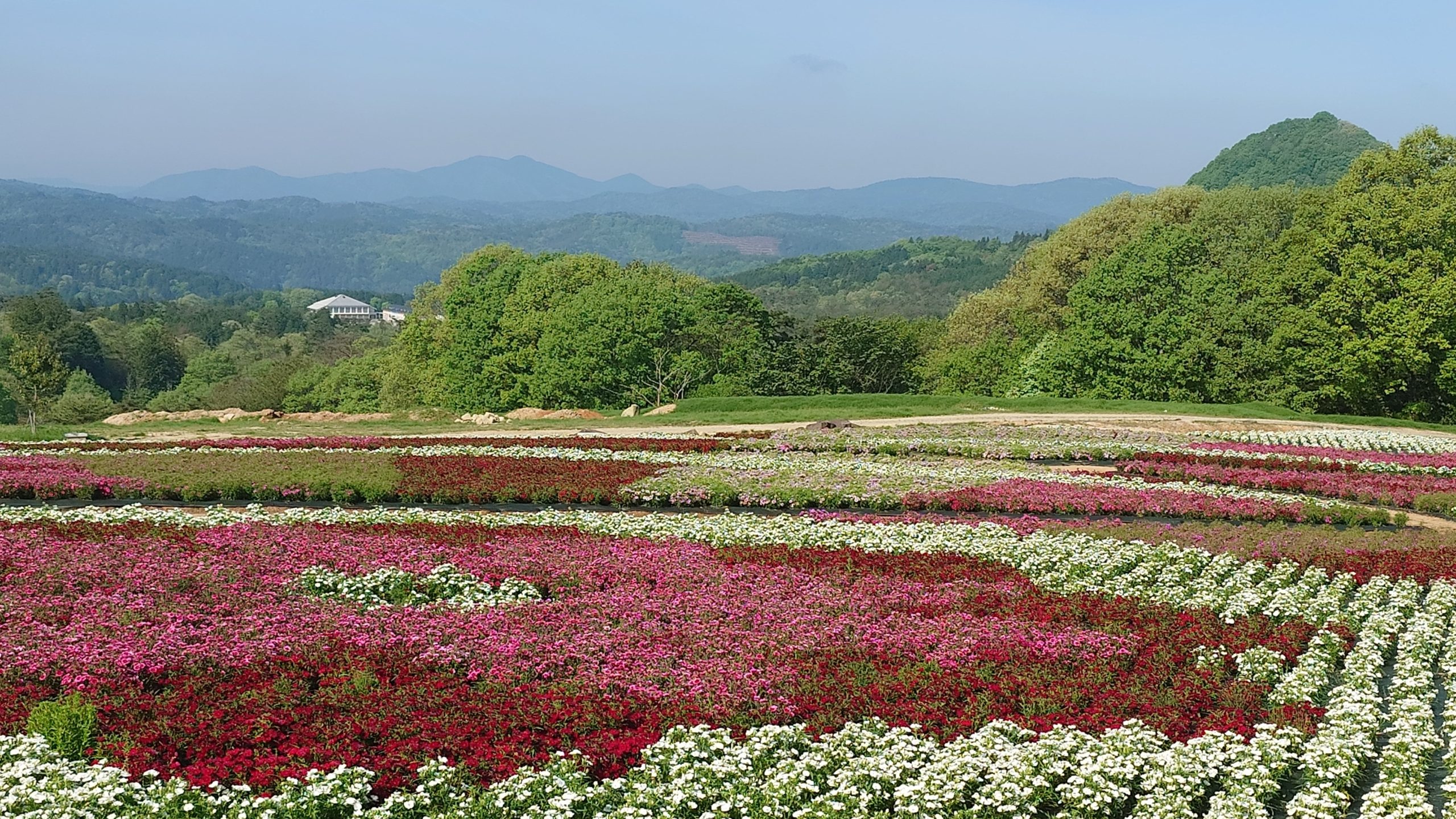 【April 28, 2024 Park open】Moss Phlox【Best time for viewing】Nemophila【Best time for viewing】Pinks【Best time for viewing】