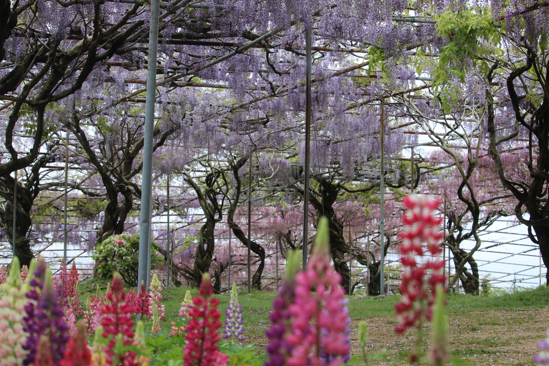 【2024 Wisteria Festival Park open】【Wisteria Festival Best time for viewing】【Lupinus Best time for viewing】