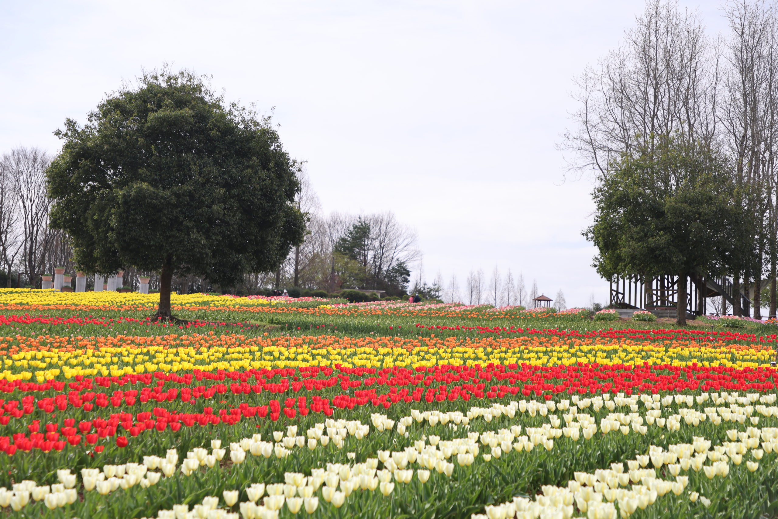 【Park open】Tulip【40-50% flowering】