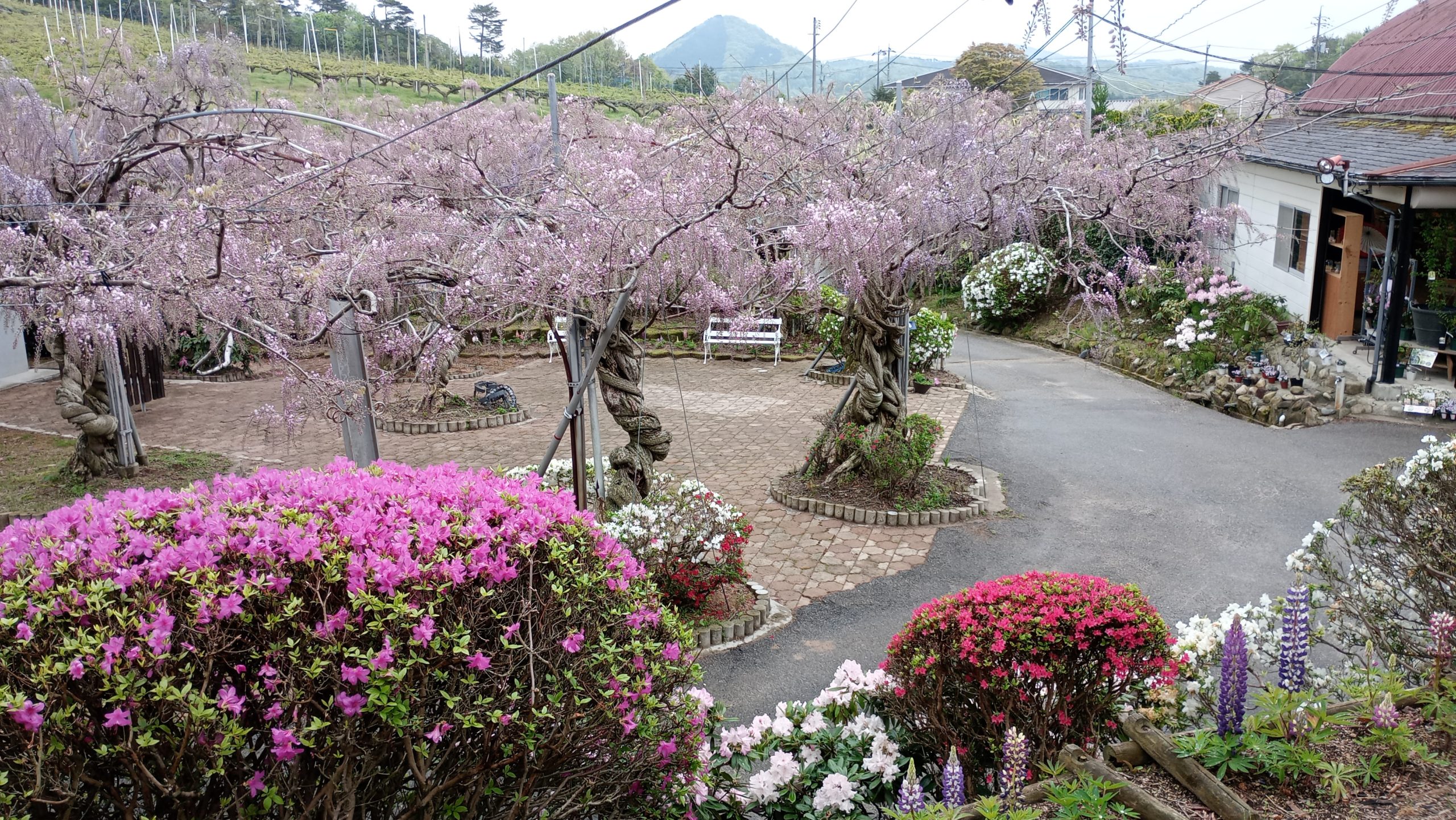 【2024 Wisteria Festival Park open】　【Wisteria 50% flowering】　【Lupinus Best time for viewing】