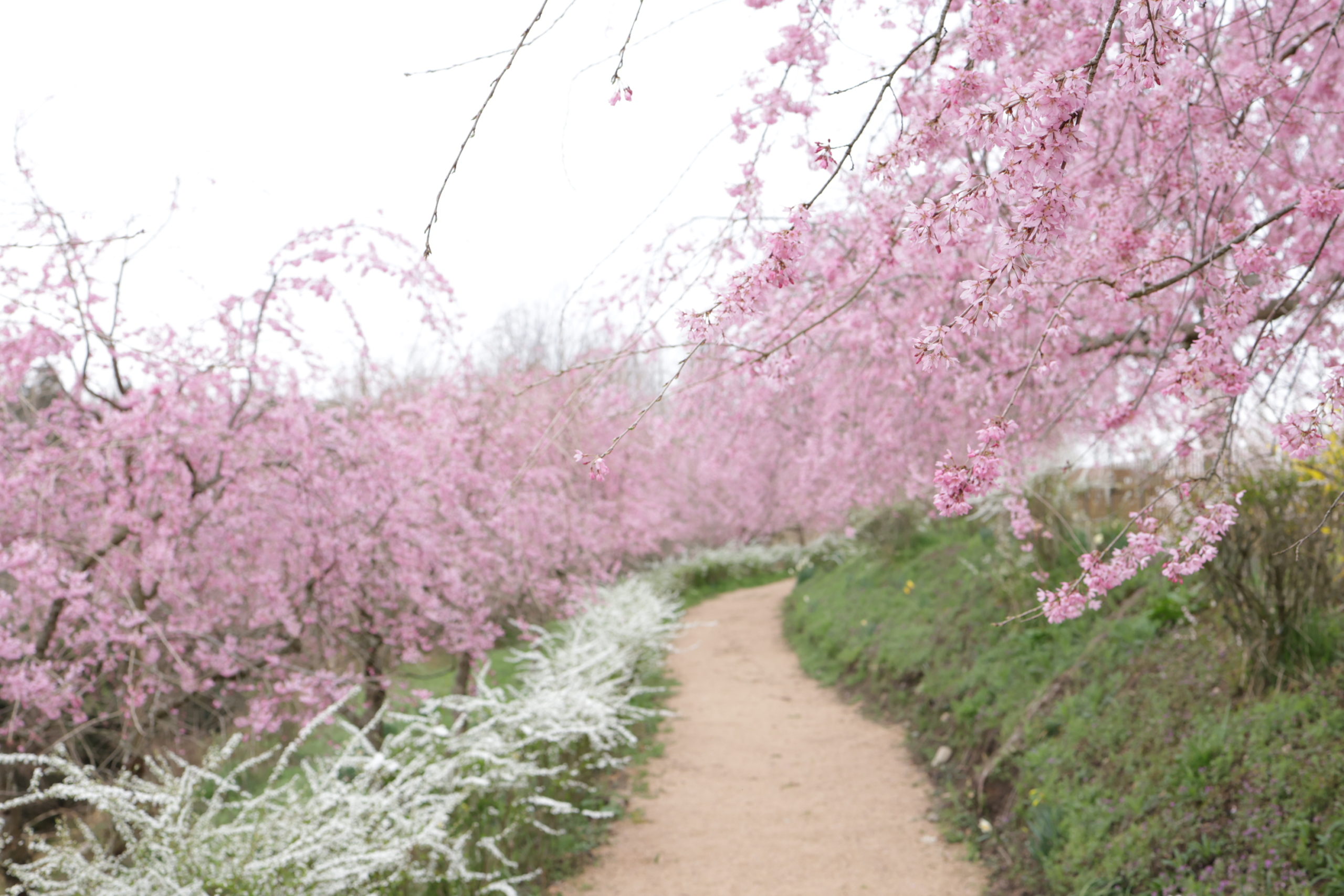 【開園中】しだれ桜【見頃】菜の花【7割】ユキヤナギ【見頃】