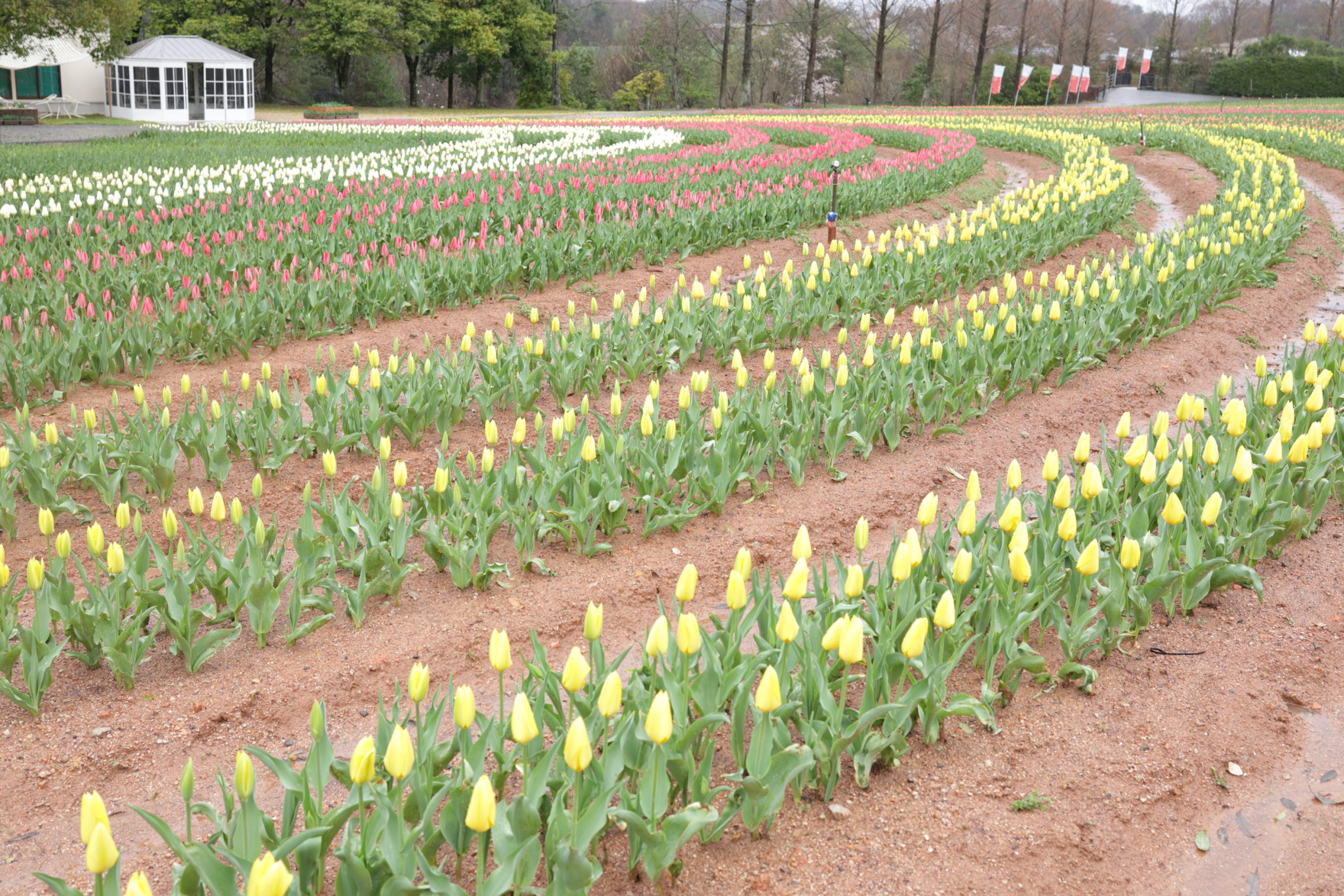 【Park open】Tulip【10-20% flowering】