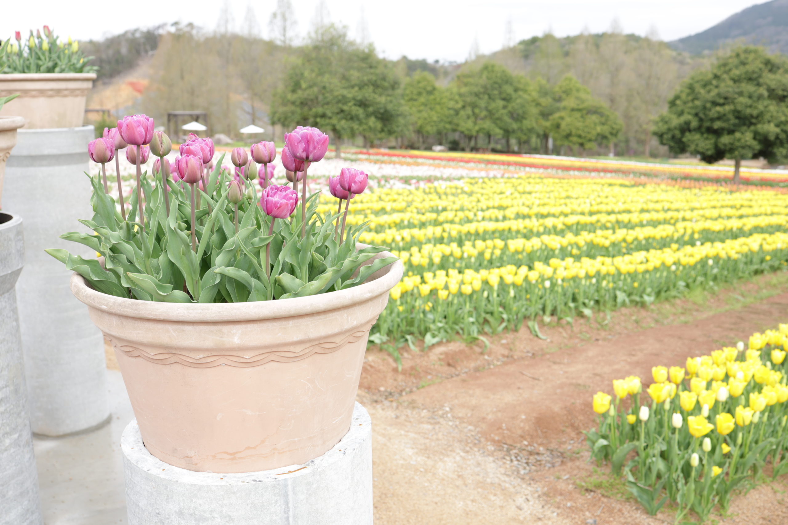 【Park open】Tulip【60% flowering】