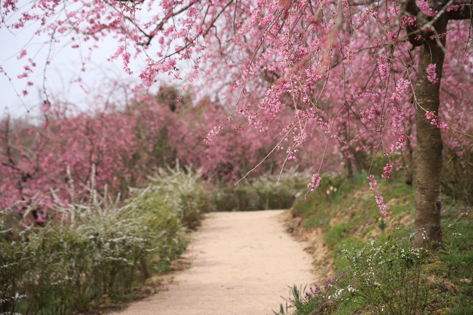 【Park open】Weeping cherry blossom【60% flowering】Rape blossoms【70% flowering】Thunberg spiraea【Best time for viewing】