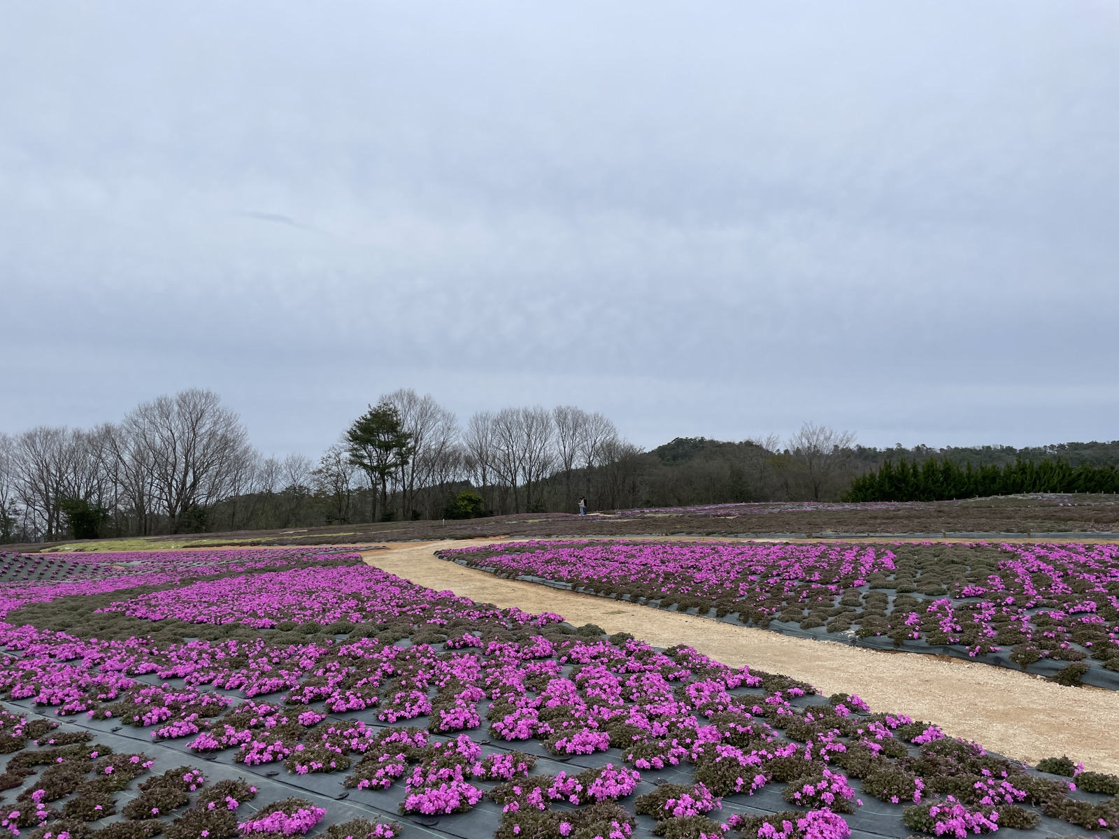 【Park open】Moss Phlox【30% flowering】Nemophila【70% flowering】Pinks【Flower buds】
