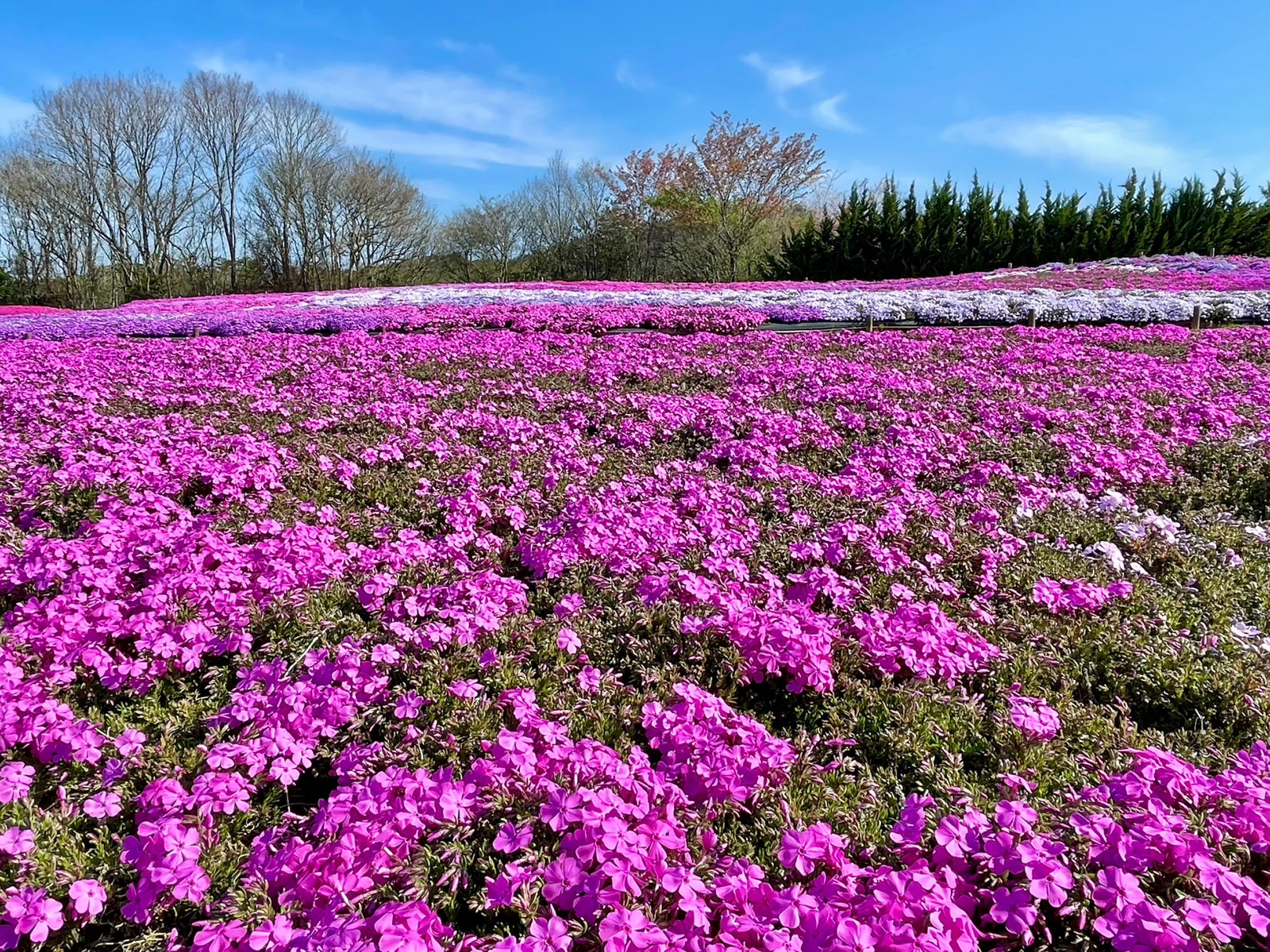 【2024Park open】Moss Phlox【50% flowering】Nemophila【Best time for viewing】Pinks【Flower buds】