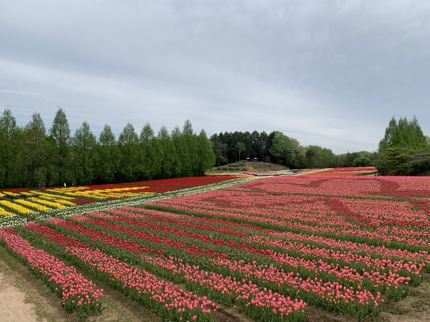 This is information published on April 26th (Fri.) on the flowering of Tulip.