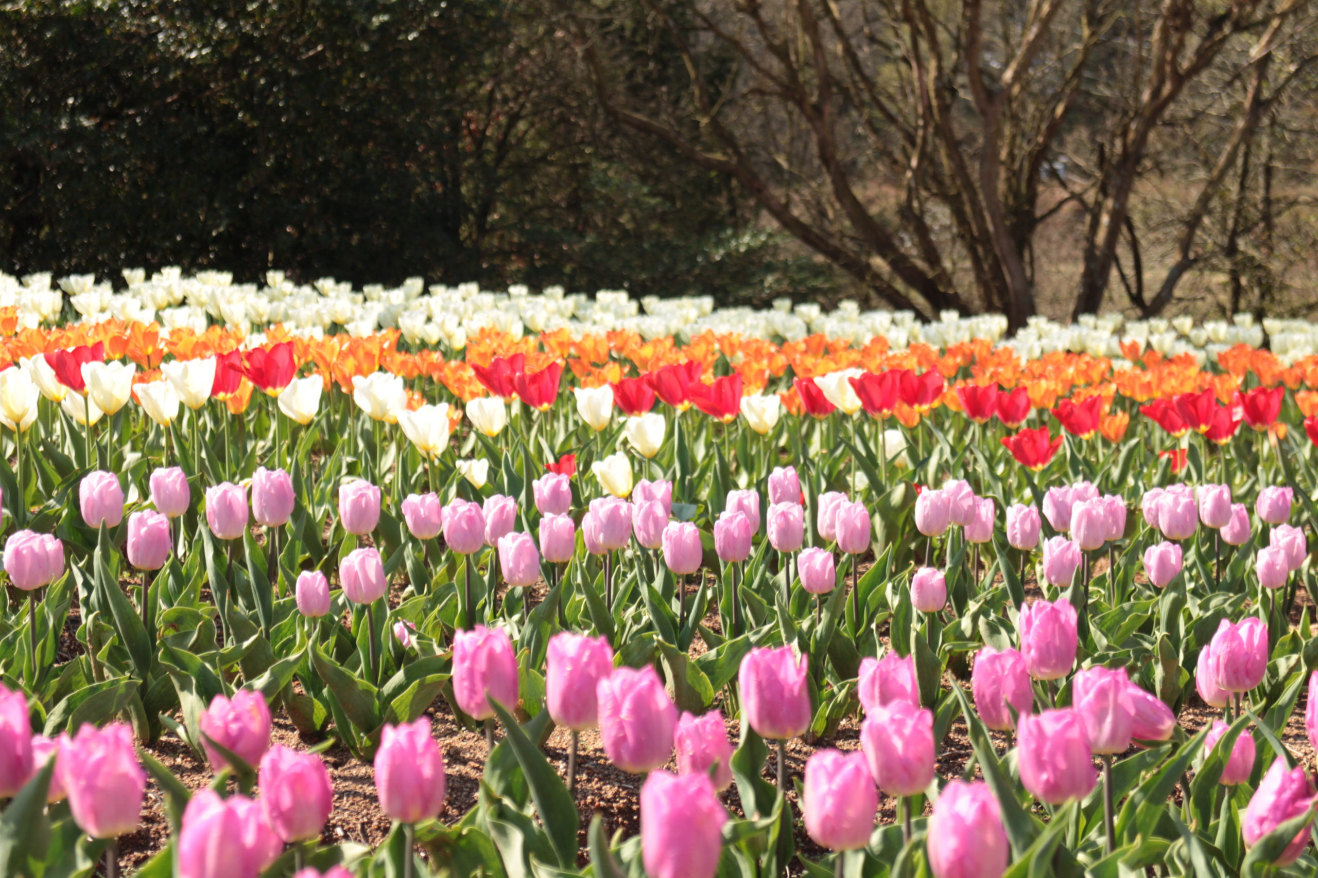 【Park open】Tulip【50-60% flowering】