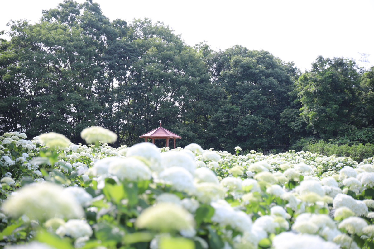 【Closed until the next event in 2025】The 2024 Hydrangea and Holly Hook Hill event has ended.