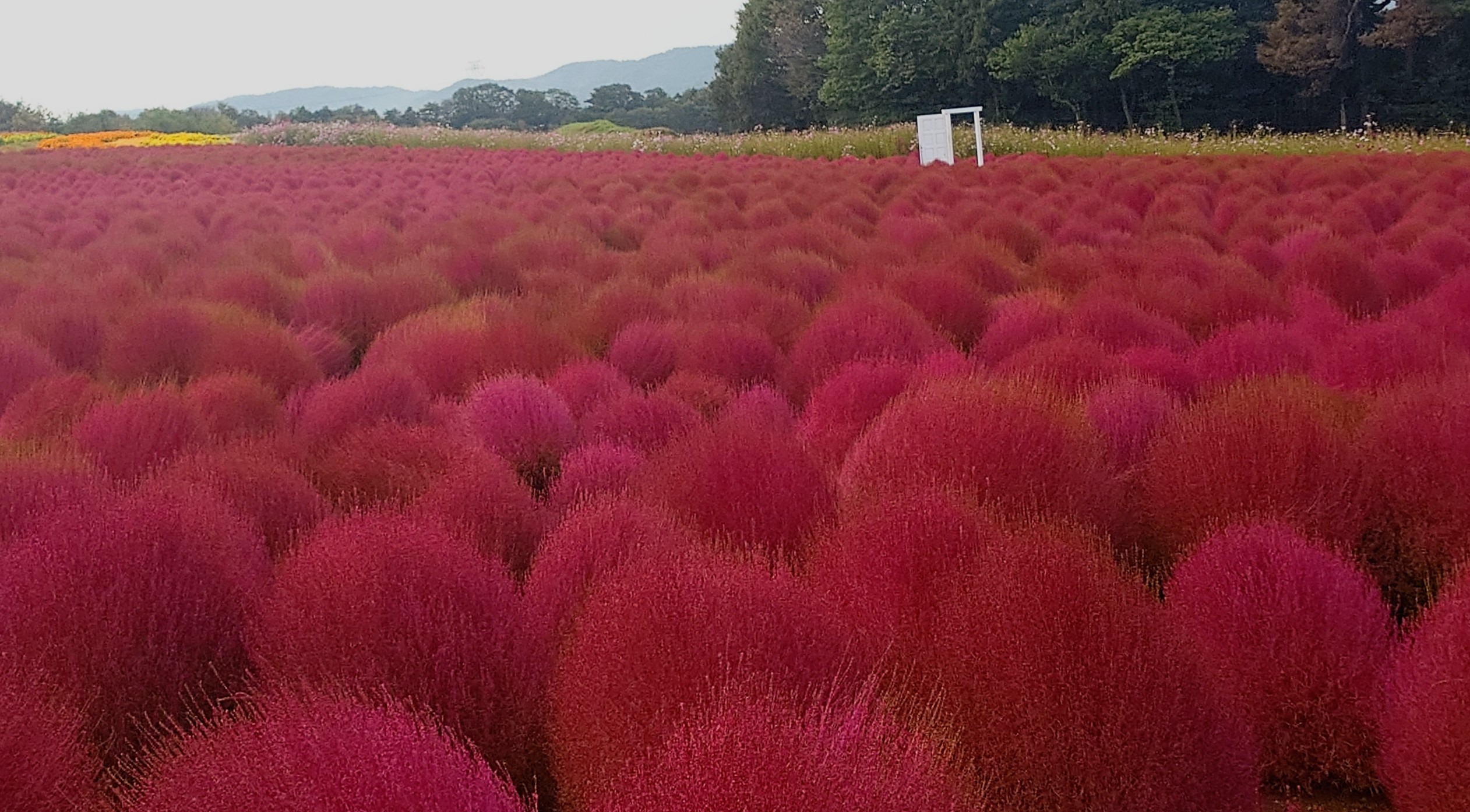 コキアとコスモスの開花状況