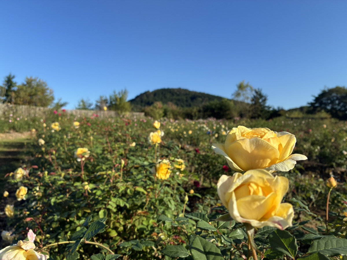 ローズ＆フラワーの開花状況