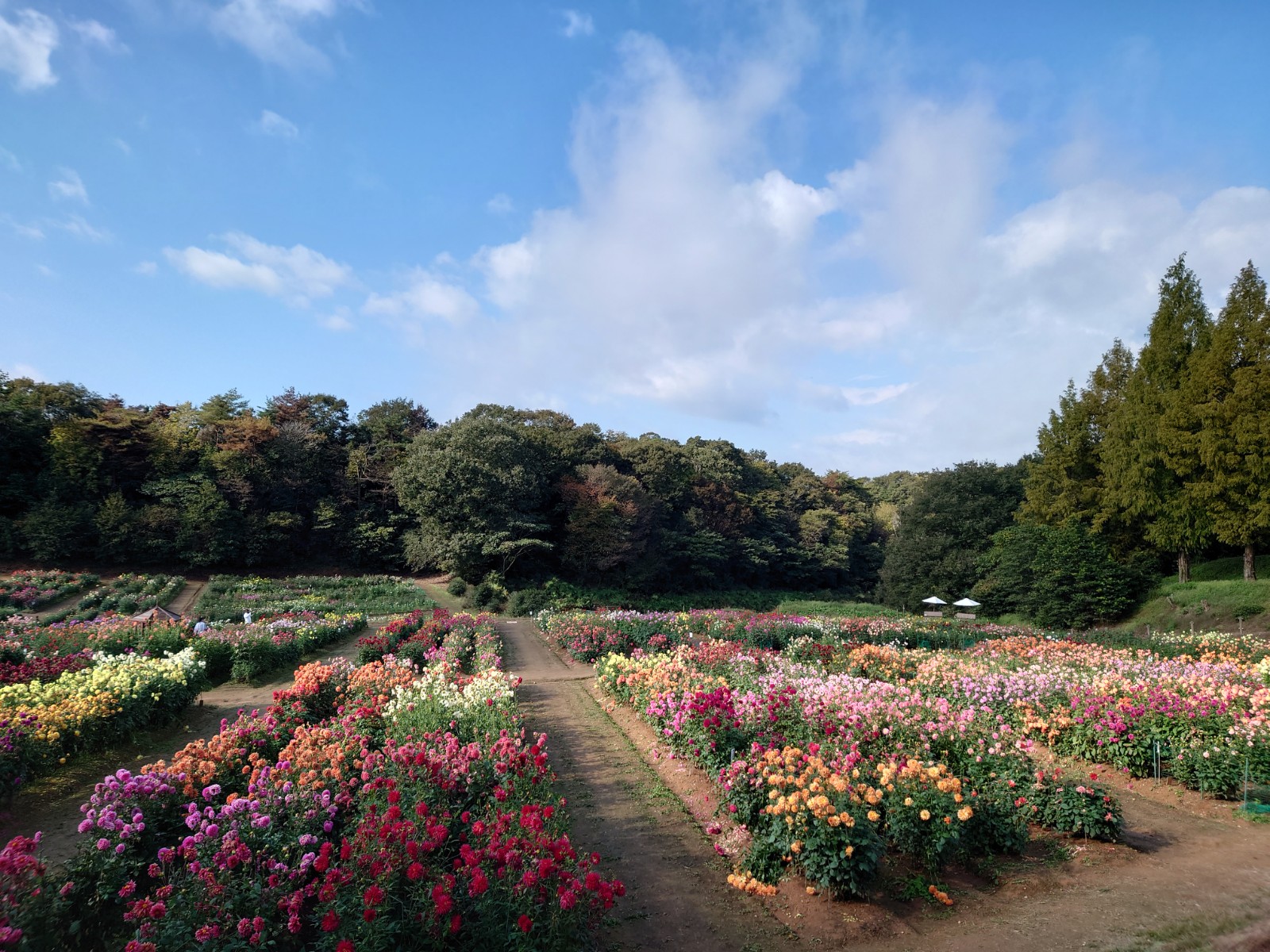 ダリアとガーデンマム祭 | 世羅高原農場