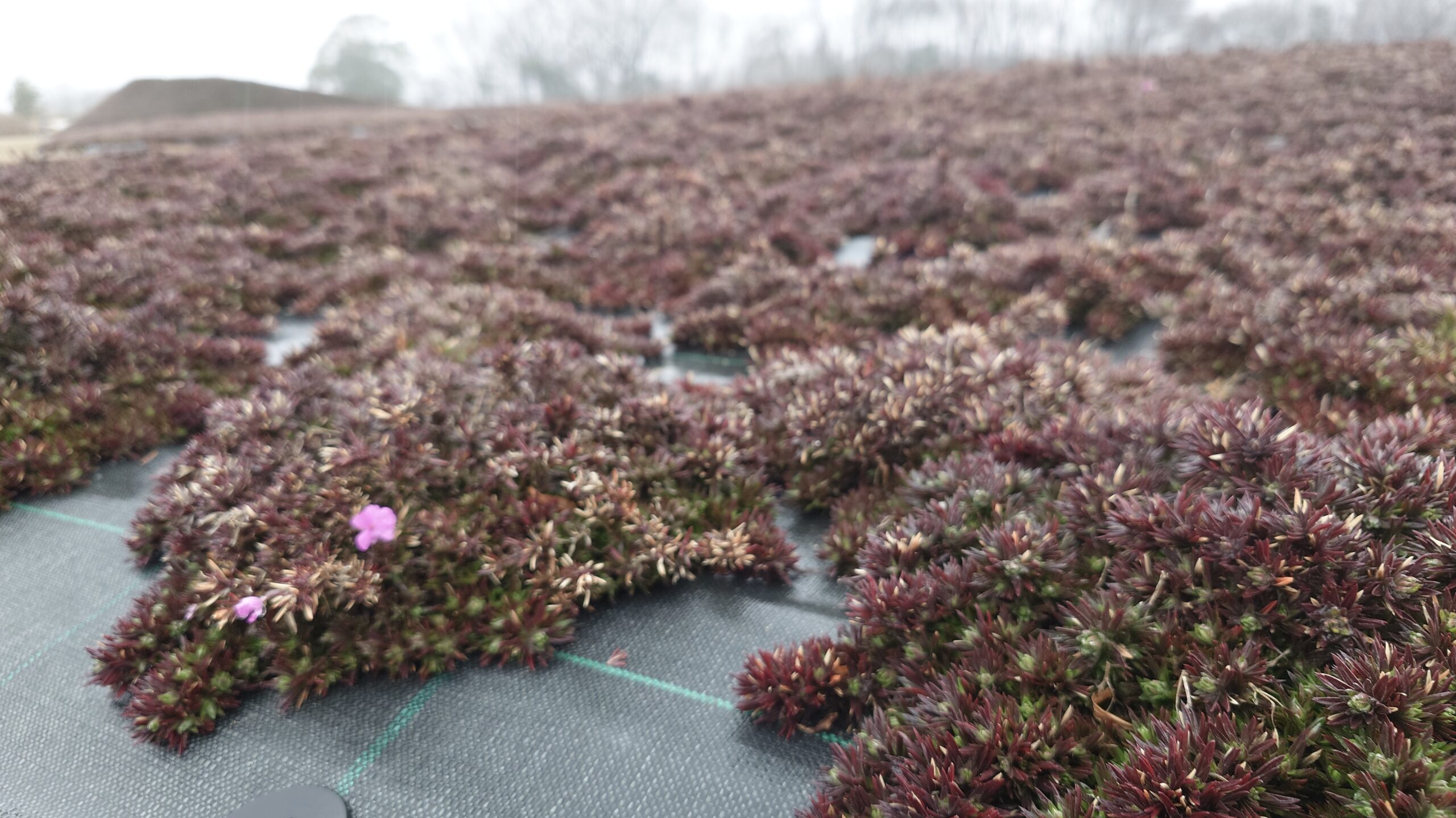 芝桜とネモフィラの丘 | 世羅高原農場