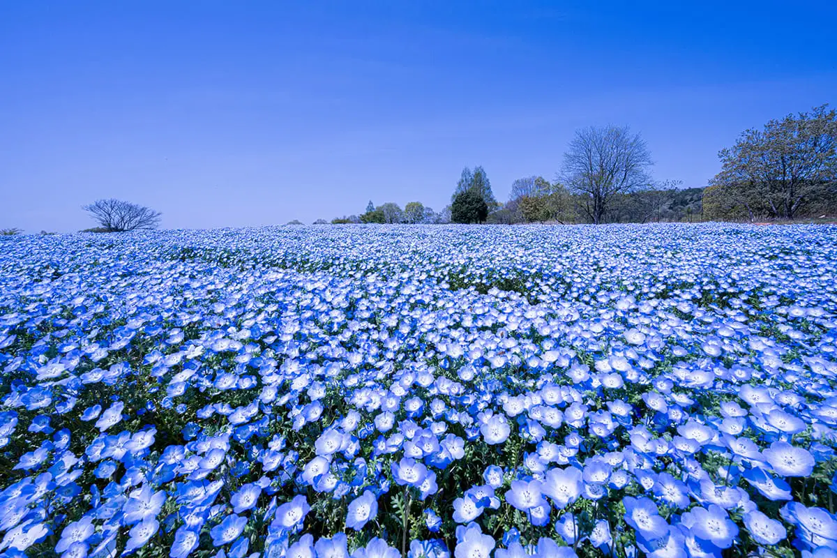 芝桜とネモフィラの丘