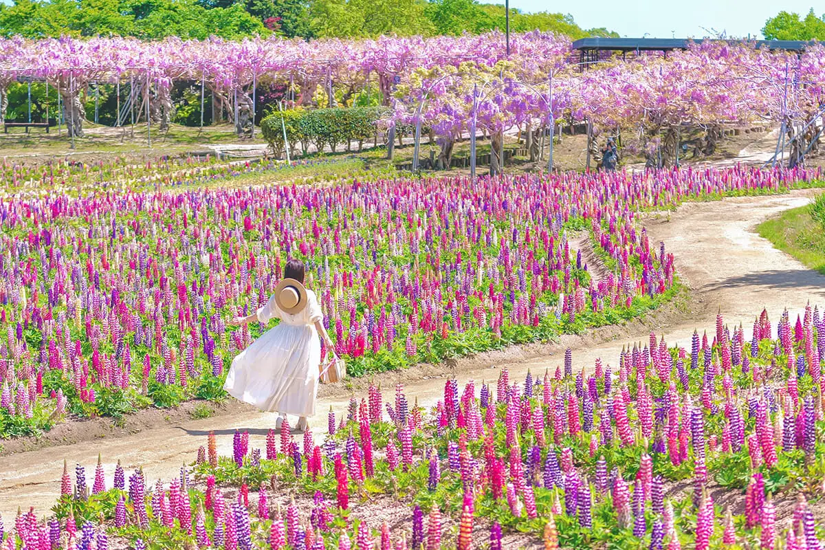 ふじとルピナスまつり