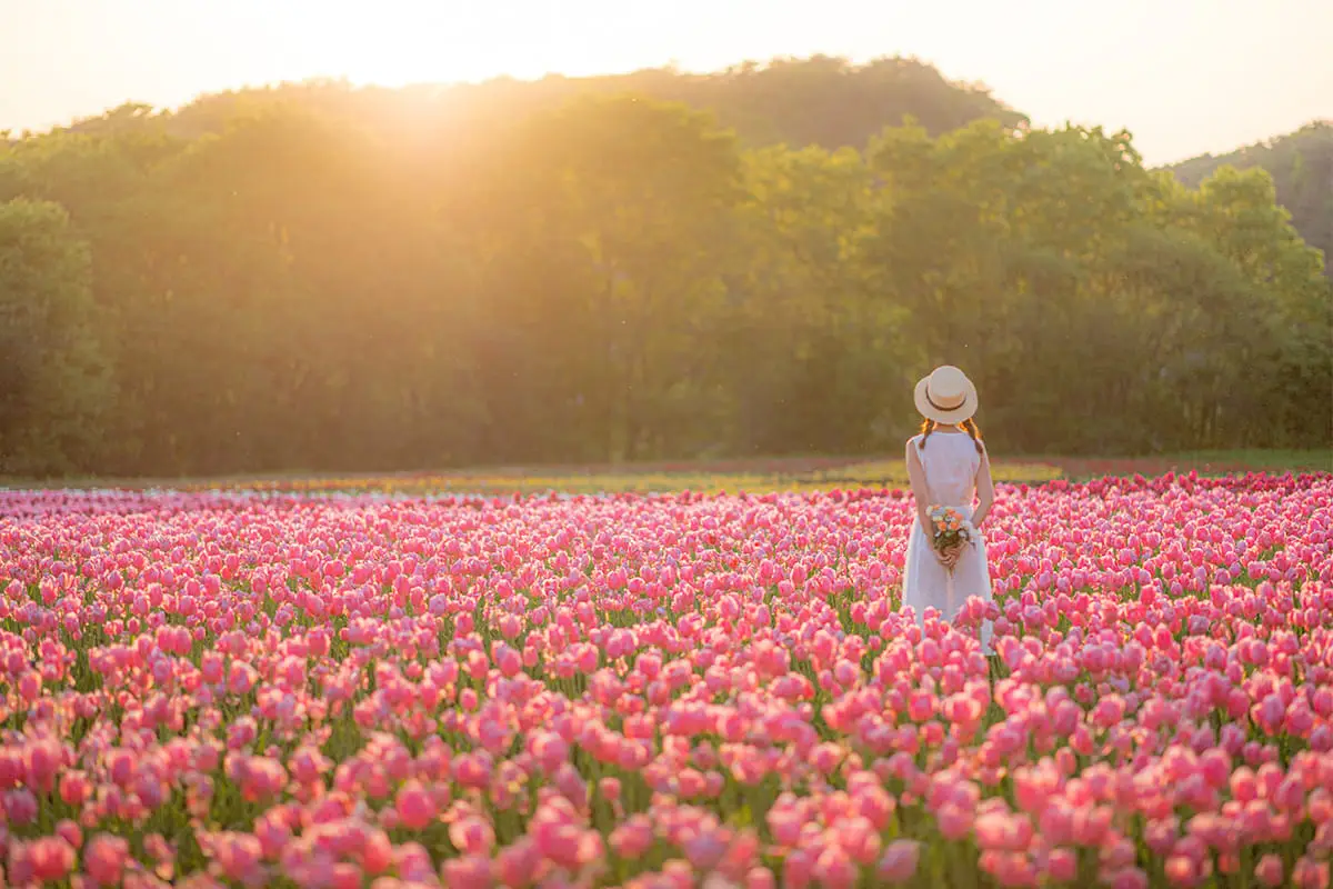 チューリップ祭