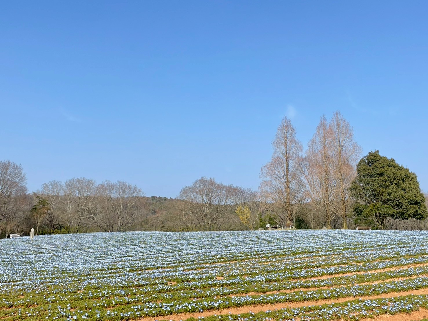 芝桜とネモフィラの開花状況