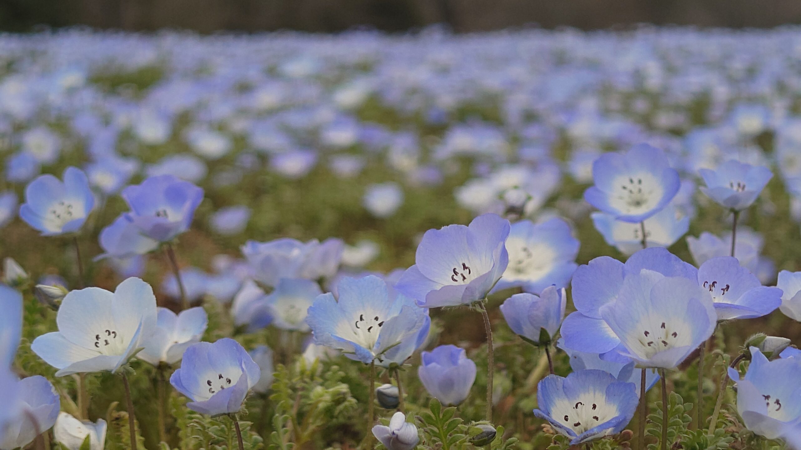 芝桜とネモフィラの開花状況
