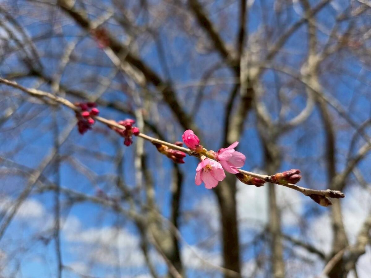 桜の開花状況