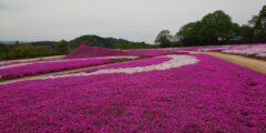 Moss Phlox and Nemophila Hill