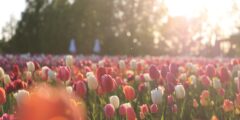 チューリップ祭