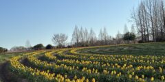チューリップ祭