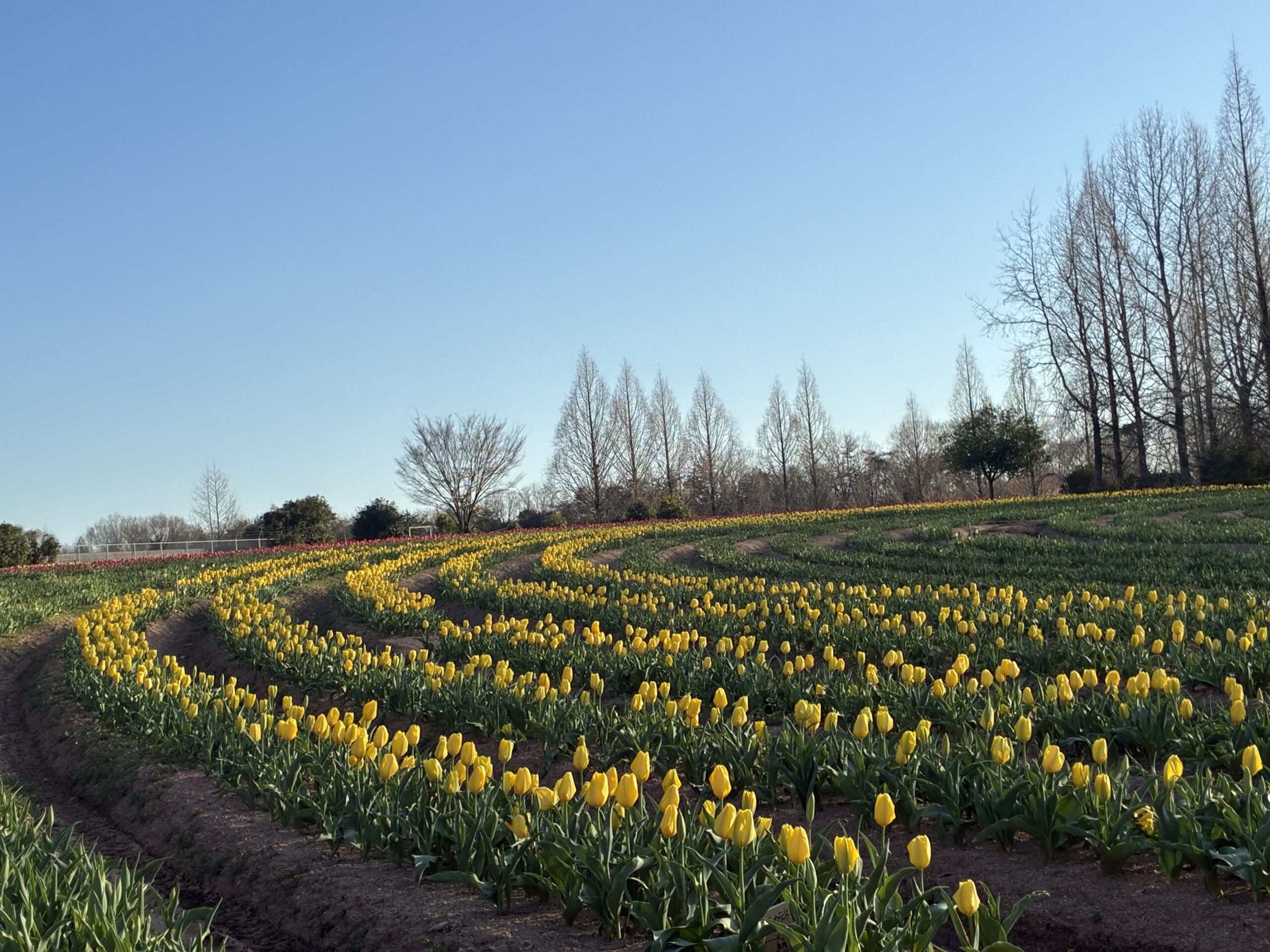 チューリップの開花状況