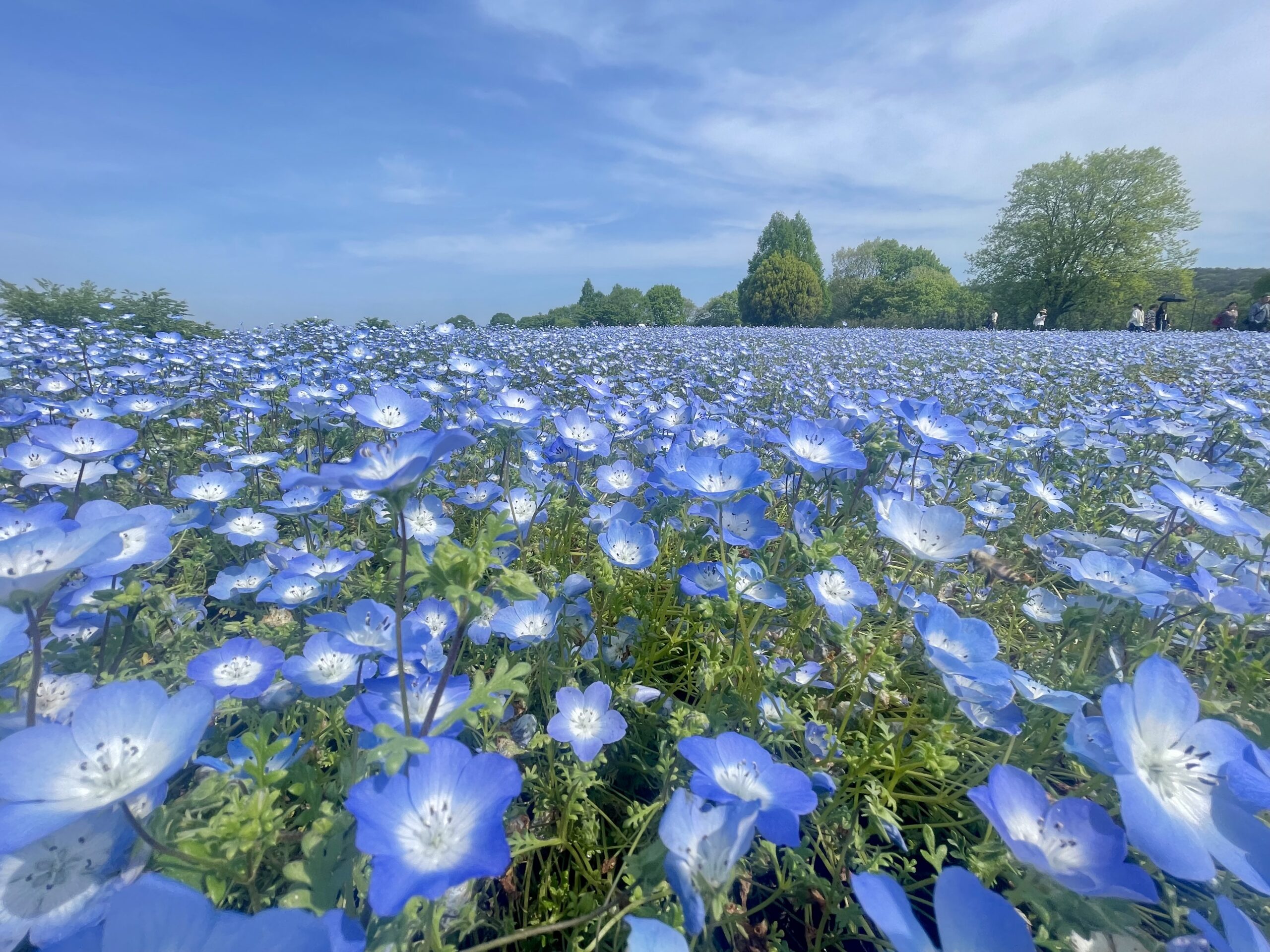 芝桜とネモフィラの開花状況