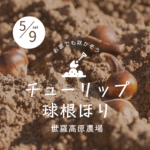 【5月9日（土）】チューリップの球根ほり〈世羅高原農場〉
