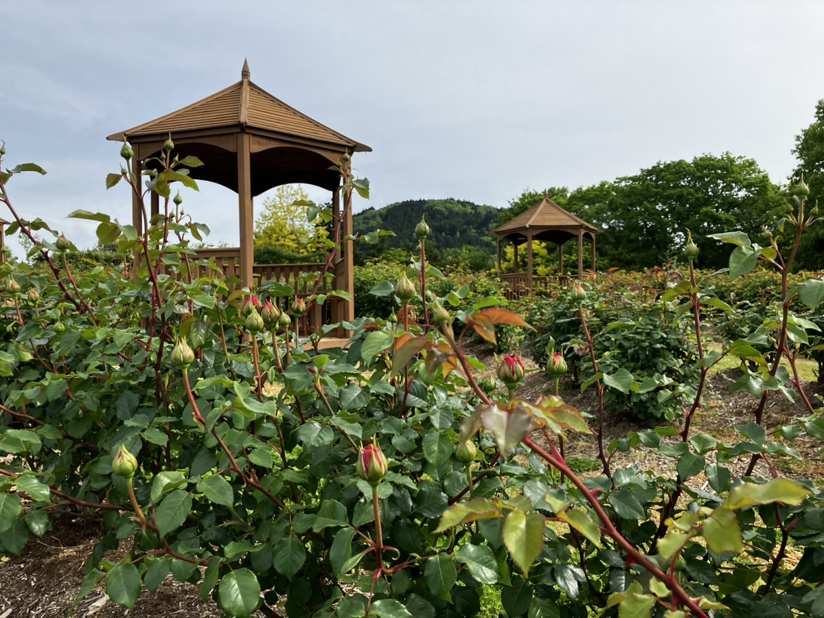 ローズ＆フラワーの開花状況