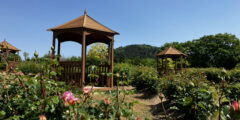 ローズ&フラワーガーデン【初夏】