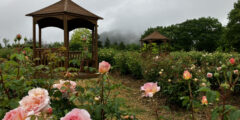 Rose & Flower Garden[Early Summer]