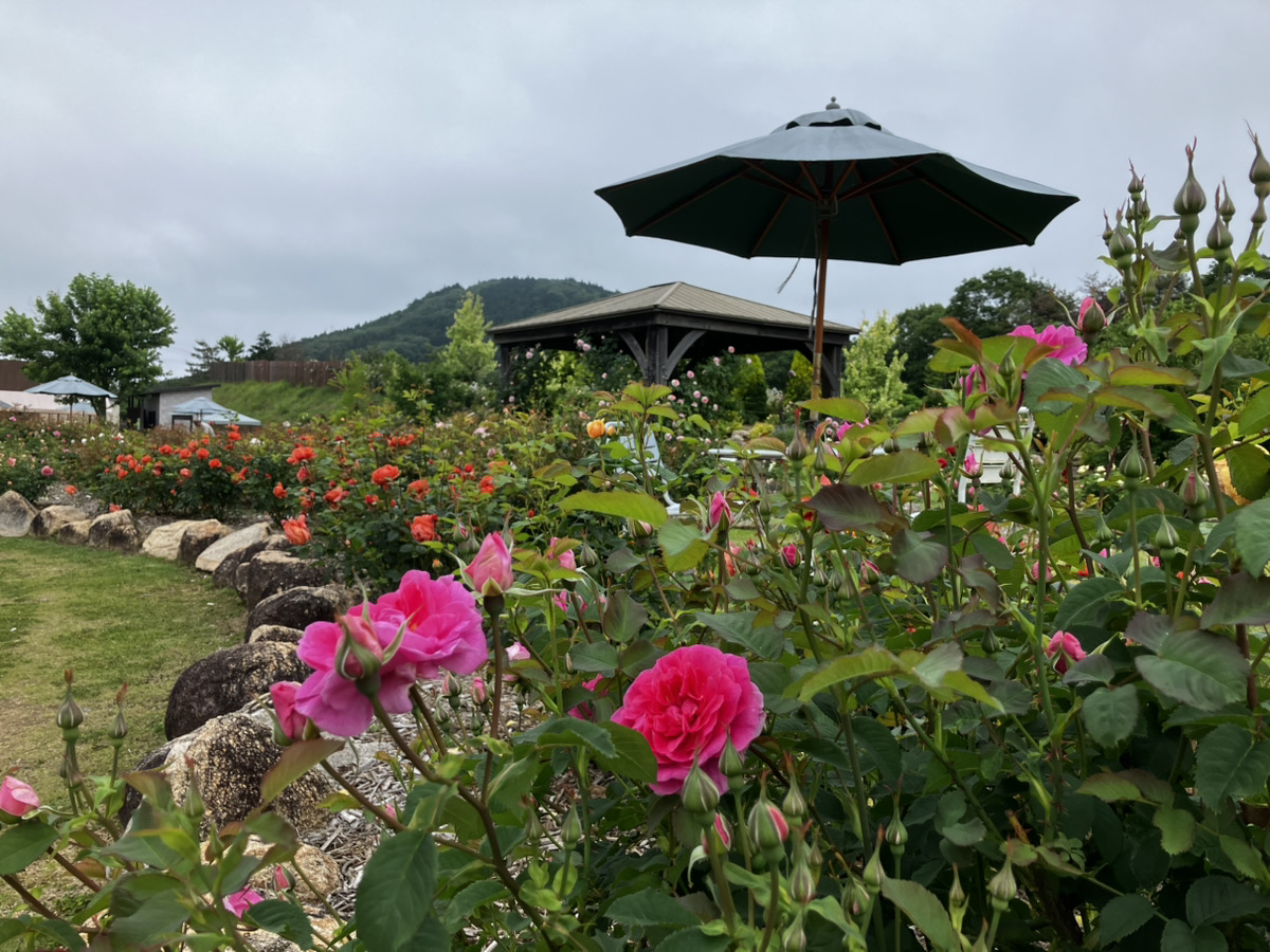 ローズ＆フラワーの開花状況