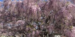Wisteria & Lupine Festival