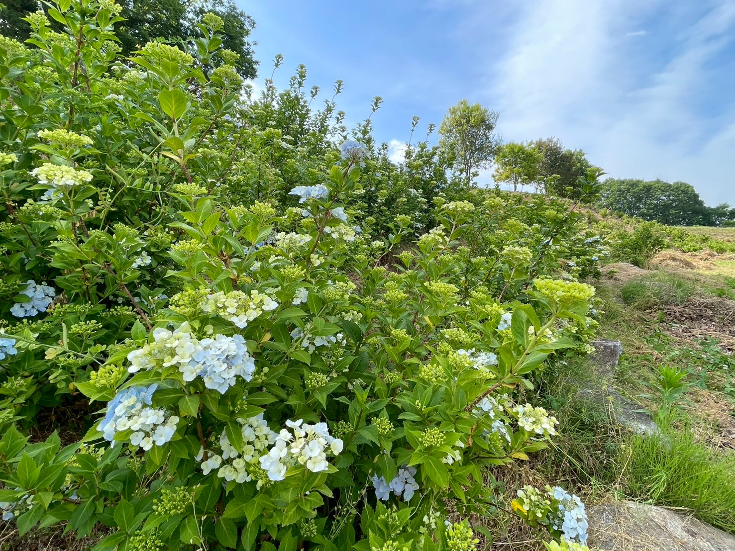 あじさいとタチアオイの開花状況
