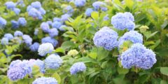あじさいとタチアオイの丘