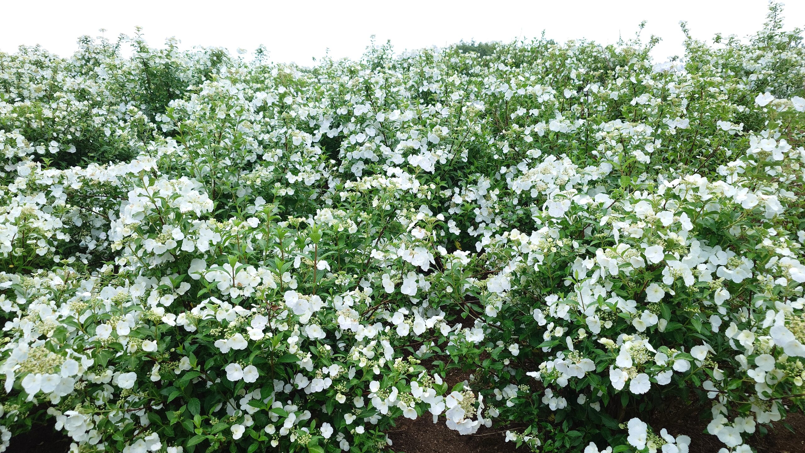 あじさいとタチアオイの開花状況
