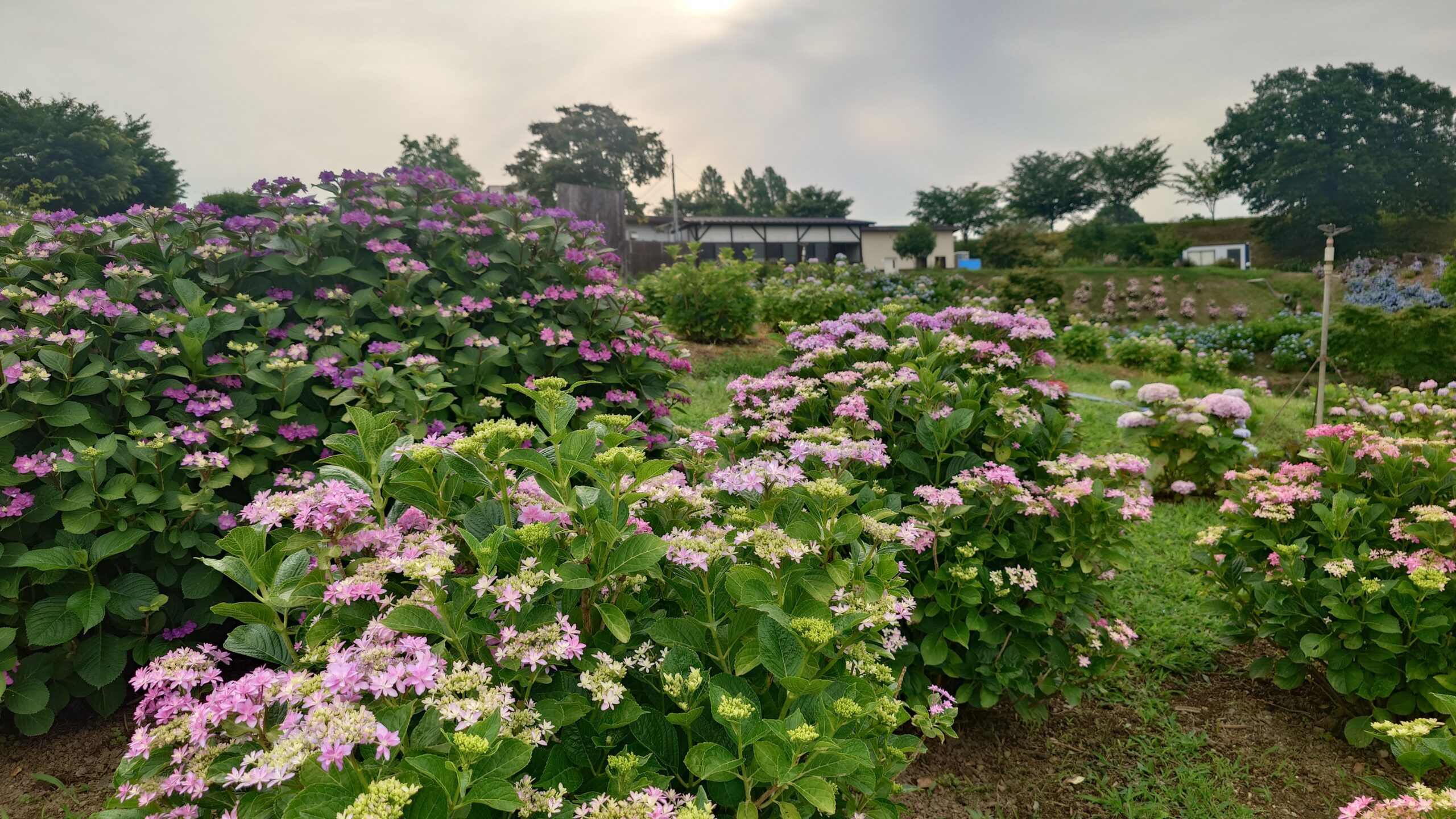 あじさいとタチアオイの開花状況