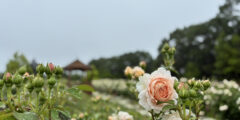 Rose & Flower Garden[Early Summer]