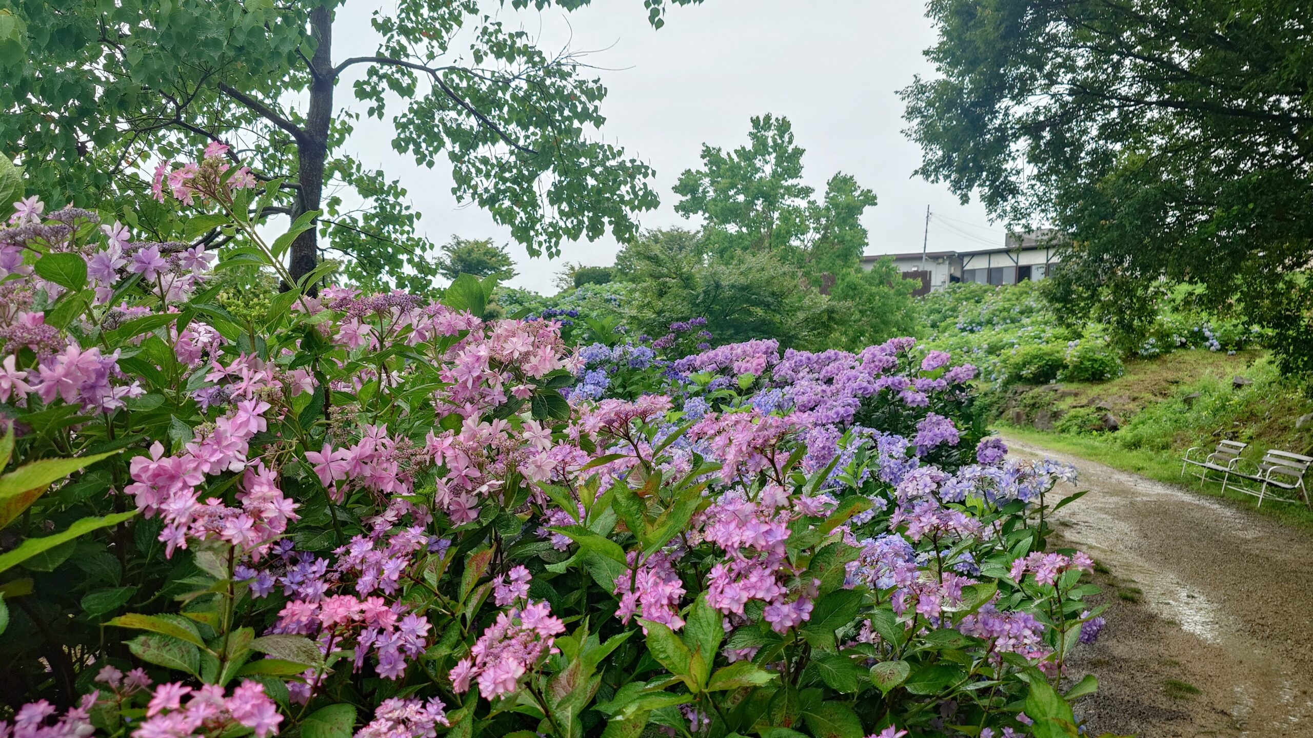 あじさいとタチアオイの開花状況